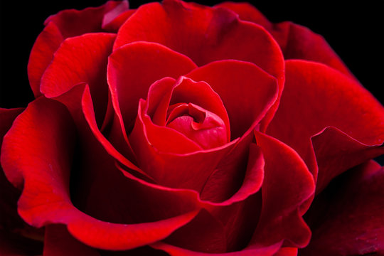 Amazing red rose, floral wallpaper