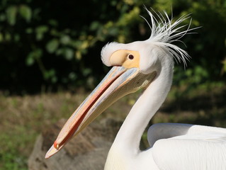 Portrait close-up of an Eastern or Great White Pelican (Pelecanus onocrotalus), seen in profile.
