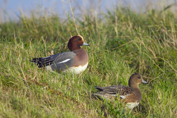 Wigeon Anas penelope feeding on grass at the side of a creek