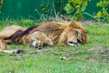 Naklejka premium Lion