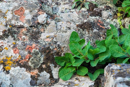 Lichens on the rocky slopes of the Southern Buh river, Mykolayiv region, Ukraine