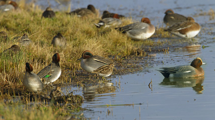 Snipe Teal and Wigeon Anas penelope feeding on grass at the side of a creek