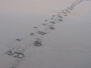 buffalo foot prints on  sand