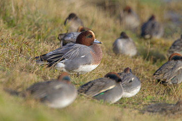 Teal and Wigeon Anas penelope resting on grass at the side of a creek