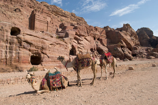 Camels used for transportation takes a rest