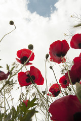 Obraz premium Czerwone maki na polu, niebie i chmurach
