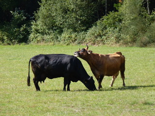 Cows grazing on pasture