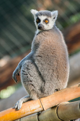 Lemur