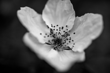 Close up of a single blackberry blossom in black and white