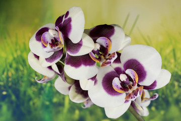 Flowers - Orchidea, Orchid