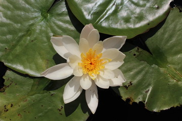 "American White Waterlily" flower (or Beaver Root, Fragrant White Water lily) in Zurich, Switzerland. Its Latin name is Nymphaea Odorata Aiton Turicensis.