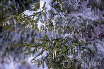 Spruce branches covered with snow and ice. Droplets of ice froze