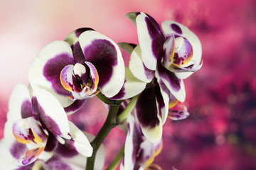 Flowers - Orchidea, Orchid