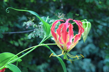 Red and yellow 