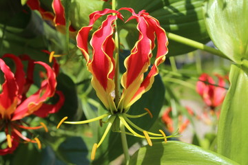 Red and yellow "Flame Lily" flower (or Climbing Lily, Creeping Lily, Glory Lily, Gloriosa Lily, Tiger Claw, Fire Lily) in Zurich, Switzerland. Its Latin name is Gloriosa Superba.