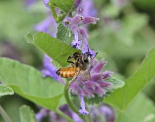 Got Pollen?
