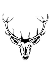 Head of deer with horns