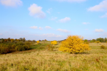 Obraz premium Yellow and blue in October