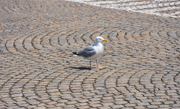 Calm gull along the streets of Calais, France
