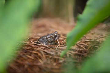 Flower bed Toad