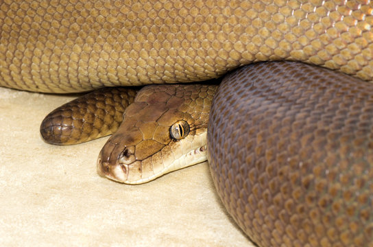 Portrait of a python, Australia