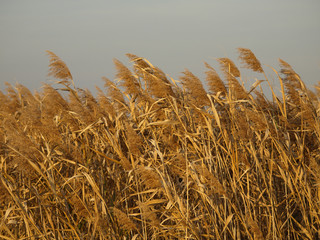 Common Reed © Željko Radojko