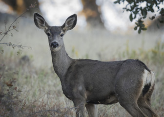 Deer 2