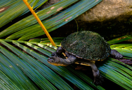 Eastern long-necked turtle covered by algae