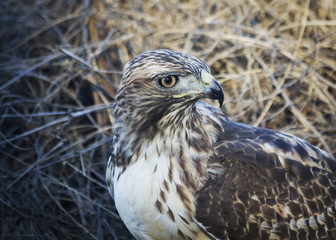 Hawk