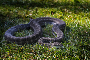 Python in  the grass