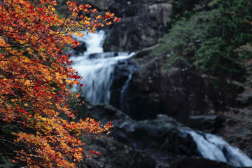 waterfall / The autumn leaves and waterfall, there are extremely beautiful.