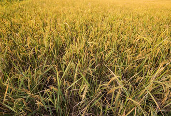Golden rice field at maechan, Chiang rai,Thailand