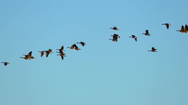 Graceful Flock of Geese Flying South, Slow Motion
