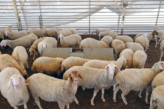 Sheep In The Corral On A Farm