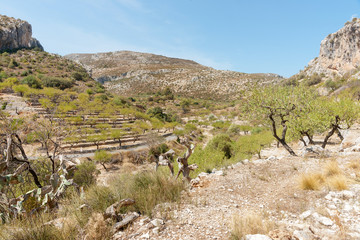 Fototapeta na wymiar Terraced slopes planted in almond trees, Castell de Castells, Spain