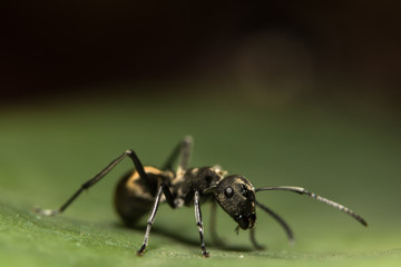 Fototapeta na wymiar macro Ant black