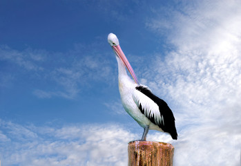 Australian pelican (Pelecanus conspicillatus).