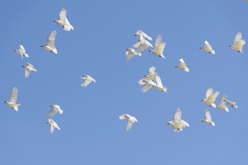 Obraz premium Mała Corella, Cacatua (Licmetis) sanguinea