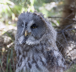  Great grey Owl.