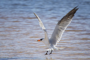 Australian Crested Tern