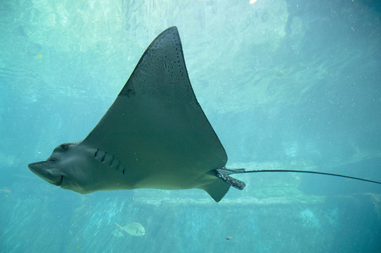  Giant Stingray