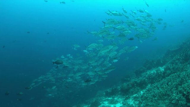 Big-eye Trevallies on a colorful coral reef. 4k footage