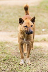 thai stray dog in dry grass
