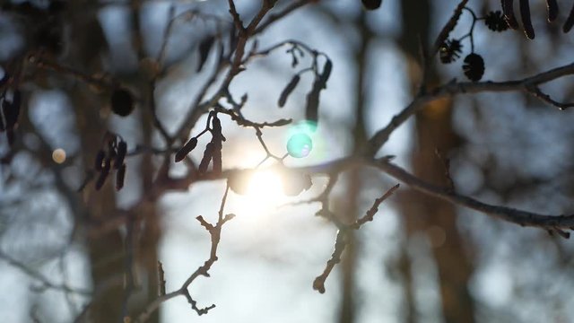 alder tree branch buds swaying in the wind nature landscape spring offensive