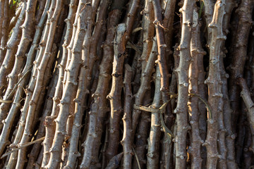 King cassava varieties before planting.