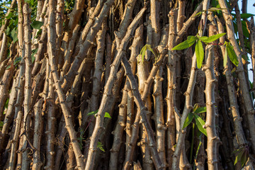 King cassava varieties before planting.