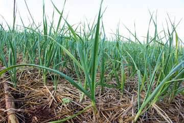 organically cultivated leek plantation in the vegetable garden