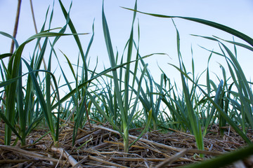 Obraz premium organically cultivated leek plantation in the vegetable garden