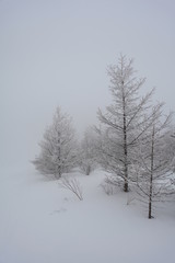 雪山の木々