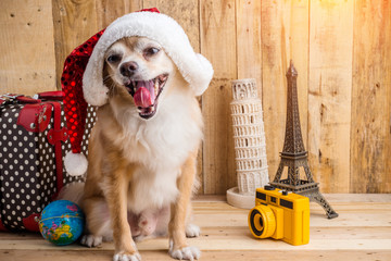 cute brown color chihuahua dog with christmas concept ,travel st